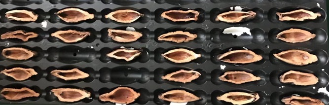 檳榔口味是如何利用高新技術(shù)加工的？